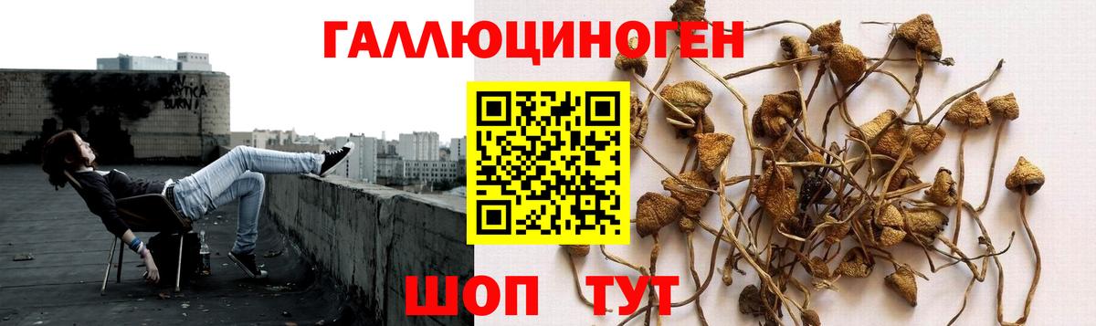 Нижний Тагил  Псилоцибиновые грибы GOLDEN TEACHER  наркошоп  Вход с VPN 